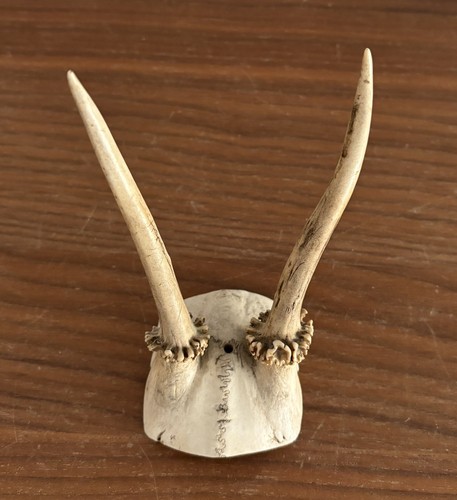 Natural roe deer - deer, antlers
