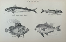 Antique Print c1870s Fish | Mackerel Dory Remora Blackfoot Victorian Engraving