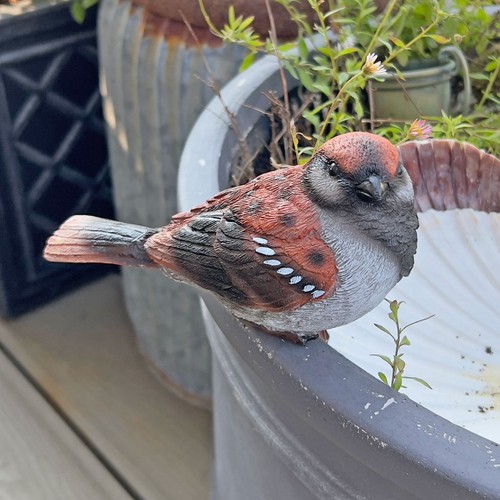 Sparrow bird garden - sparrow, ornament