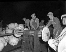 Herring fishing in the North Sea Fishermen with nets in 1954 1950s Old Photo