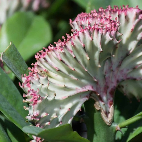Euphorbia lactea cristata - euphorbia,