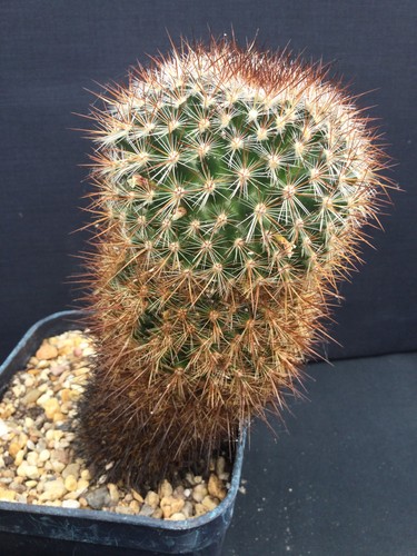 Mature mammillaria discolor - mature,