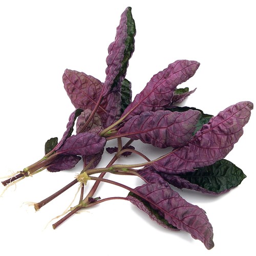 Hemigraphis colorata live - (3x),