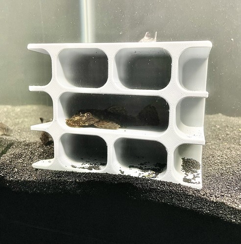 Pleco cave hotel decoration - pleco,