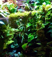 TERRARIUM KIT (LARGE) Paludarium Vivarium Decor For Chameleon Gecko Frogs &More