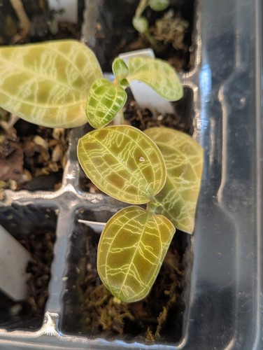 Macodes petola lightning jewel - petola,