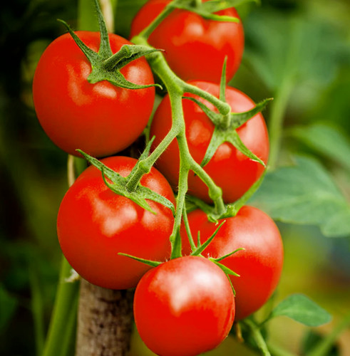 Tomato plug plants super - 4x,