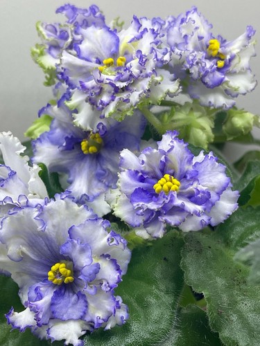 African violets two - african,