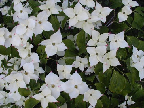 Cornus kousa chinensis 9cm - kousa,