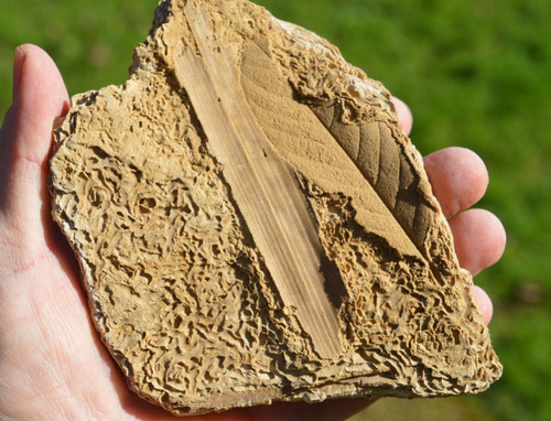 Amazing rare fossil - amazing, &