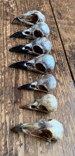 Taxidermy skulls 7 - taxidermy, x