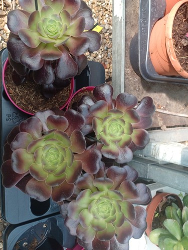 Large aeonium velours - large,