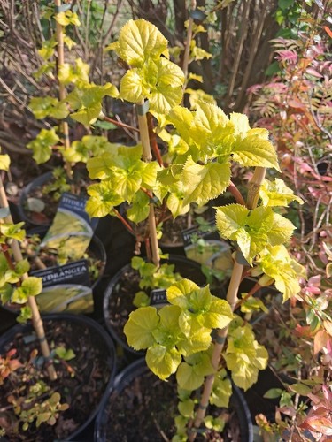 Climbing golden hydrangea - lg,