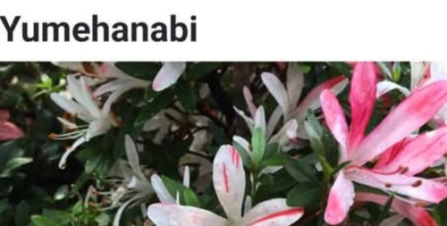 Beautiful flowering satsuki - beautiful,