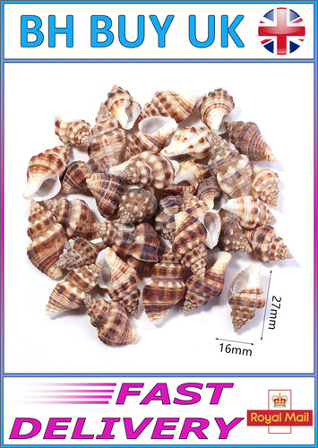 40g aquarium snail shells - snail,