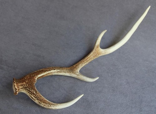 Sika deer antler - sika,