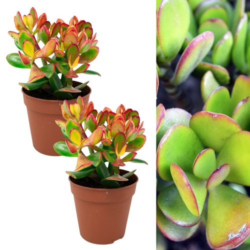 Crassula ovata money - 2,