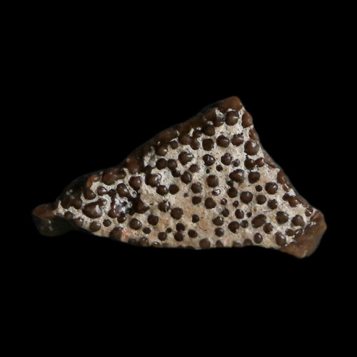Megaloolithus titanosaur - 0.5",
