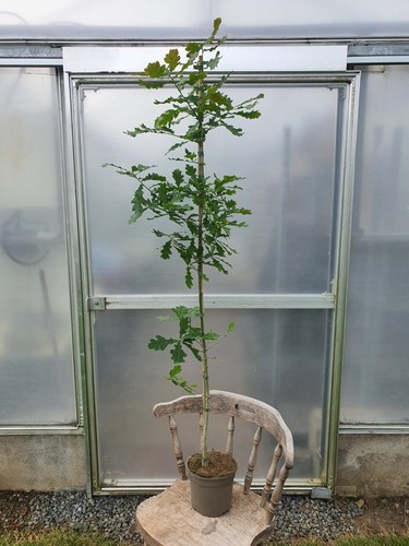 Quercus robur english oak - quercus,