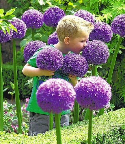 Allium gladiator giant - allium,