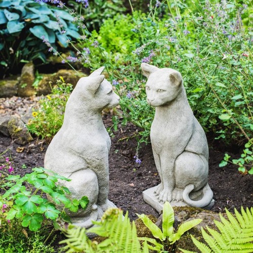 Pair siamese oriental cat - of,