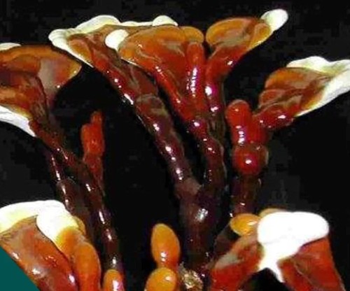 Mushroom dowels reishi - mushroom,