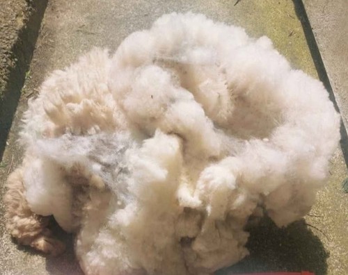 Raw sheep wool 100 - raw, british