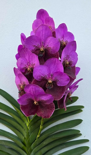 Rare vanda elly - carroll, orchid