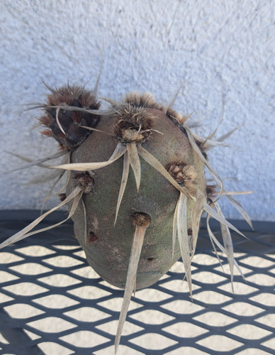 Giant theprocactus glomerata - giant,