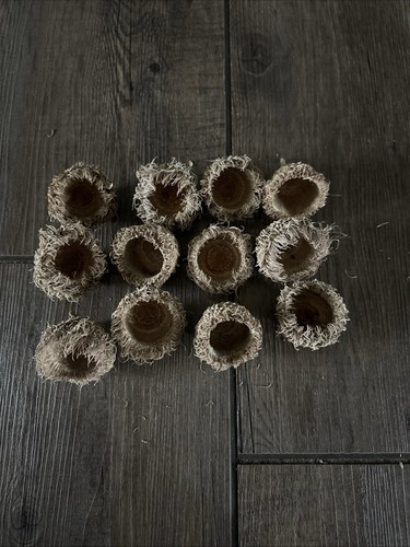 Acorn tops - acorn,