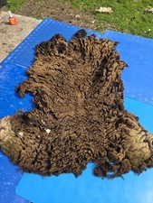 Raw Unwashed Rare Sheep Fleece
