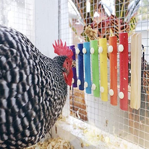 For hens chicken xylophone - for,
