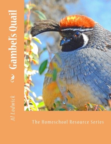 Gambel quail the - gambel's, quail: