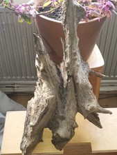 Driftwood For Sale Perfect For