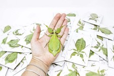 LOT OF 5 Giant Leaf Insects