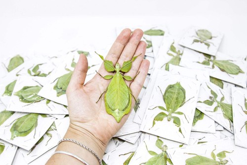 Lot giant leaf insects - lot, 5