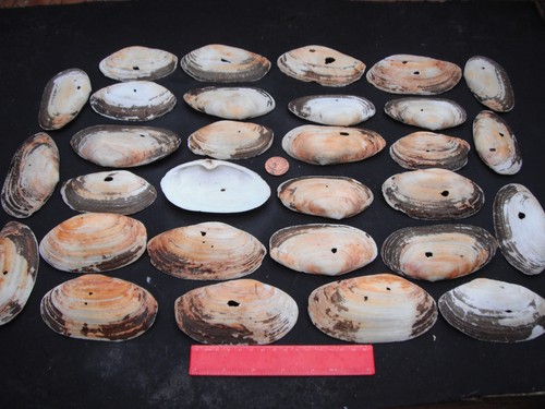 Job lot large sea - 30,