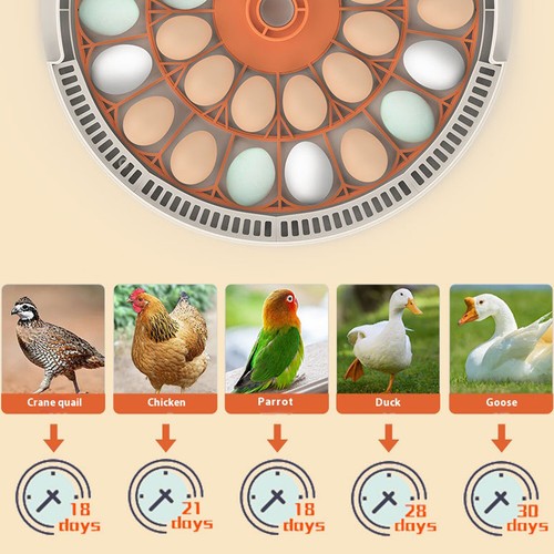 30x eggs incubator temperature - 30x,