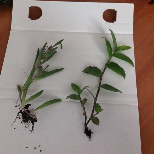 Rooted cutting plants - 2x,