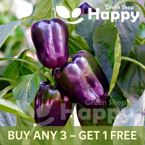 Vegetable sweet pepper - sweet,