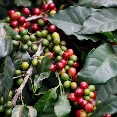 Coffea arabica - coffea,