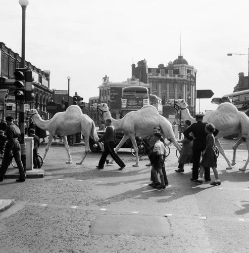 Billy smart circus animals - smart's,