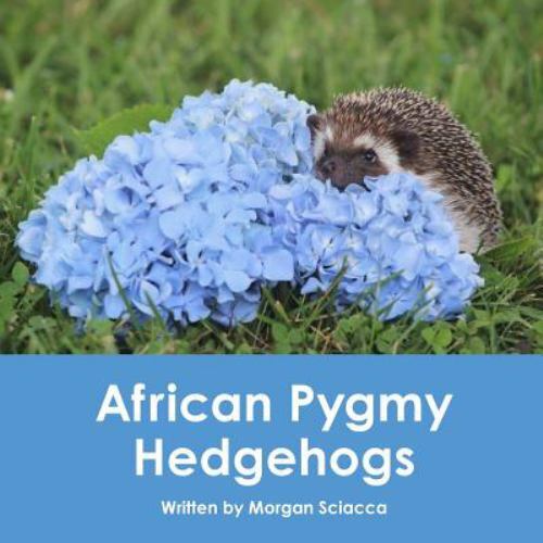 African pygmy hedgehogs - pygmy,