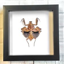 Southeast Asian Giant Dead Leaf Mantis (Deroplatys lobata) Frame Display Insect