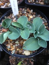 Hosta Blue Mouse Ears  - Small