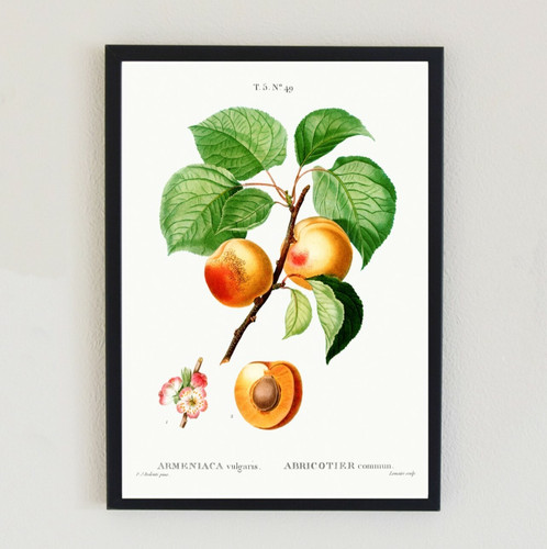 Vintage apricot fruit - vintage,
