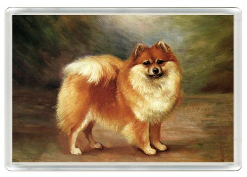 Pomeranian dog fridge - pomeranian,