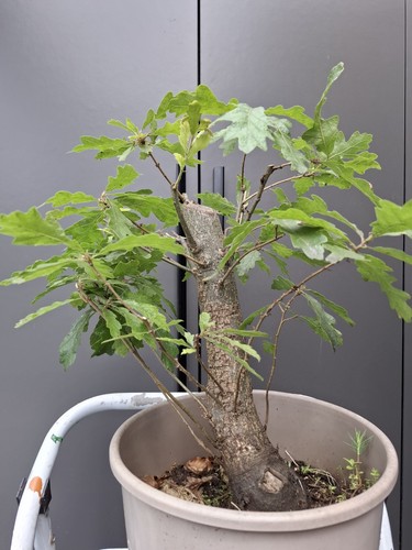 Very chunky yamadori oak - very,