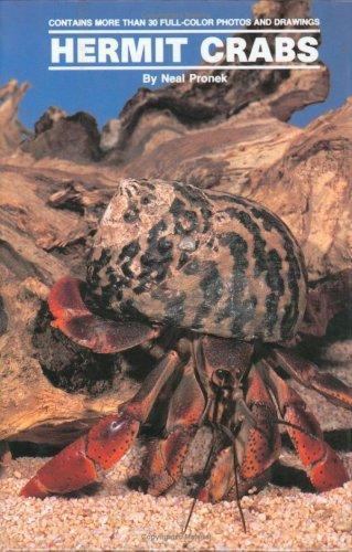 Land hermit crabs pronek - by,