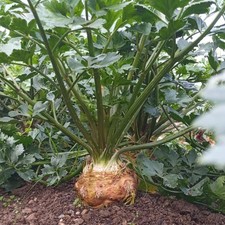 6x Celeriac 'Giant Prague' Plug Plants